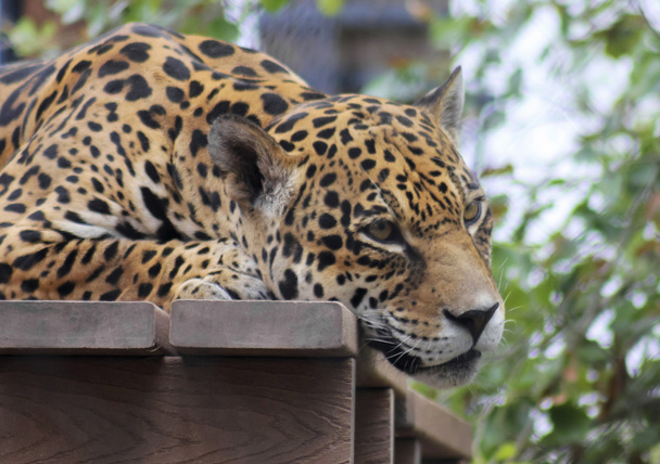 Ein gefangener Jaguar ruht auf einem Holzdeck - Foto, Bild
