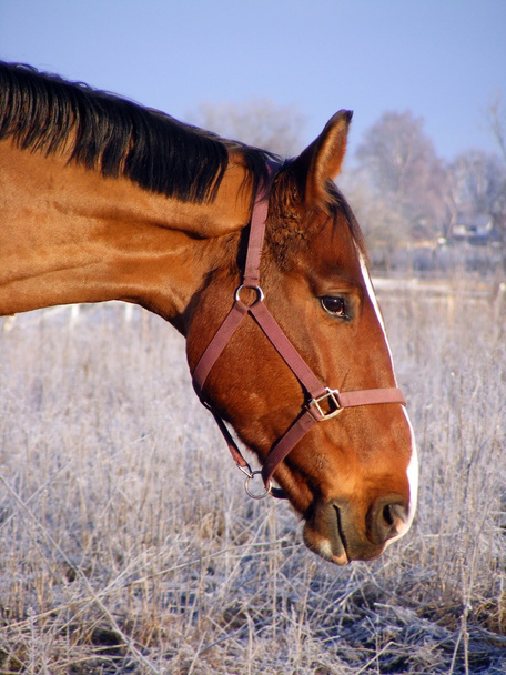baai paard portret in de winter - Foto, afbeelding