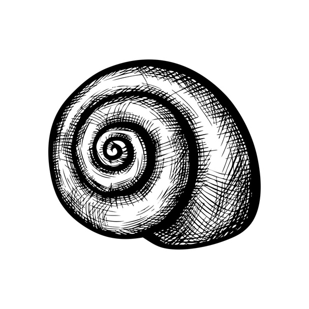 Seashell σε λευκό φόντο - Διάνυσμα, εικόνα