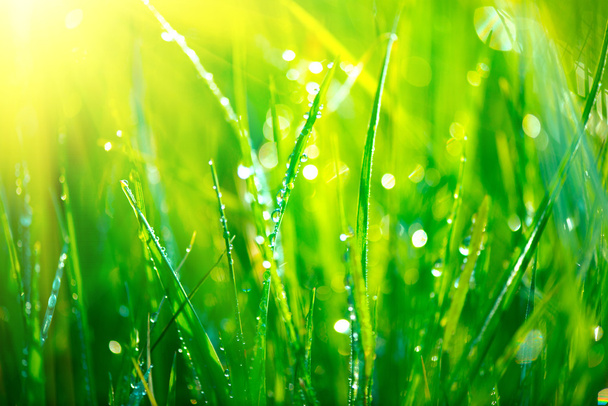 Taze yeşil çimenler - Fotoğraf, Görsel