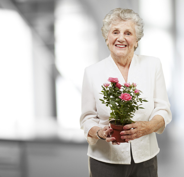 Senior woman holding a flower pot, indoor - Фото, изображение