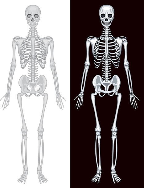 白と黒の背景に人間の骨格 - ベクター画像