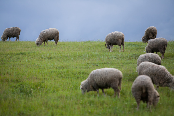 Sheep on a hill - Foto, imagen