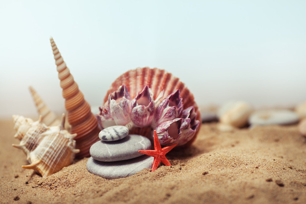 mořské mušle s pískem - Fotografie, Obrázek