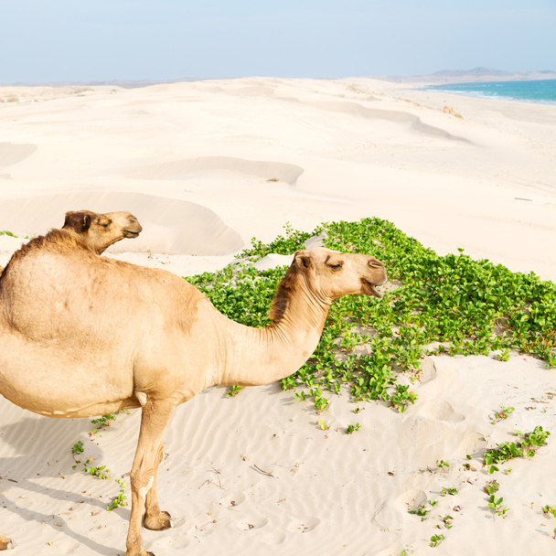 dans oman quartier vide du désert un dromadaire libre près de la mer
 - Photo, image