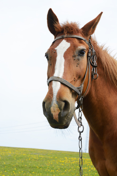 портрет лошади в поле - Фото, изображение
