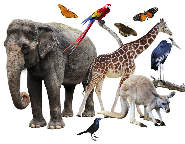 Animals Collage - Photo, Image