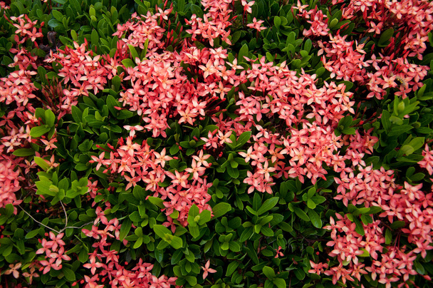 Ixora piros virágok - Fotó, kép
