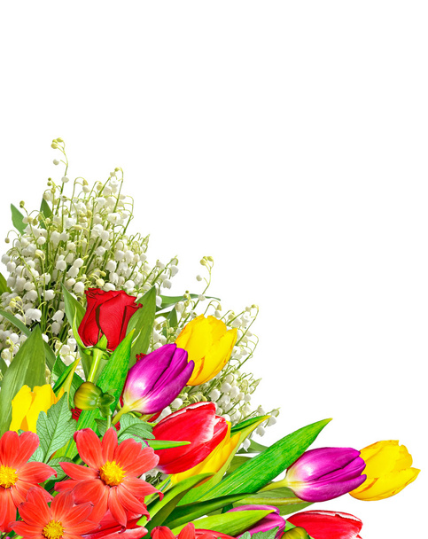 wiosenne kwiaty tulipany izolowane na białym tle.  - Zdjęcie, obraz