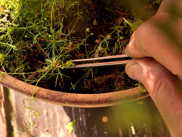 Puutarhuri käsi poimia rikkakasvien kanssa pihdit bonsai potin
 - Valokuva, kuva