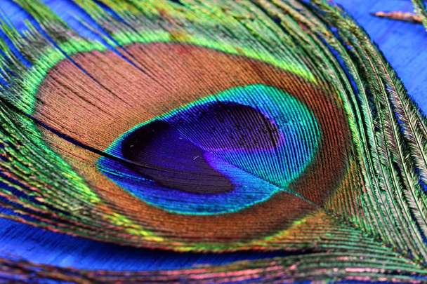 Peacock feather close up - Photo, Image