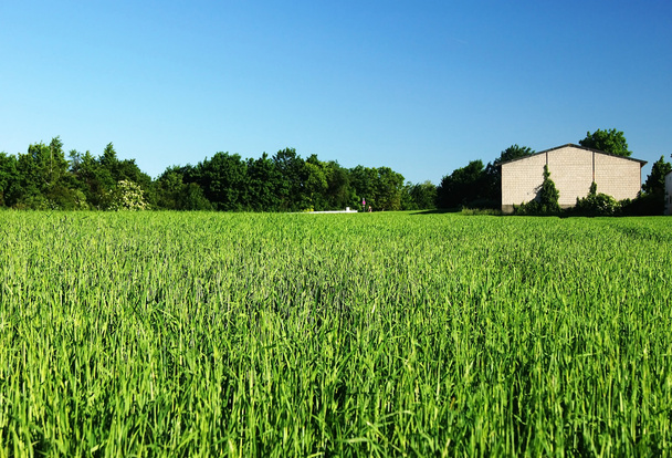Gras zelené kukuřice - Fotografie, Obrázek
