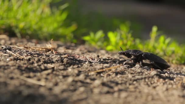Hirschkäfer auf dem Boden Antennen bei Sonnenuntergang bewegt und kriecht weg. - Filmmaterial, Video
