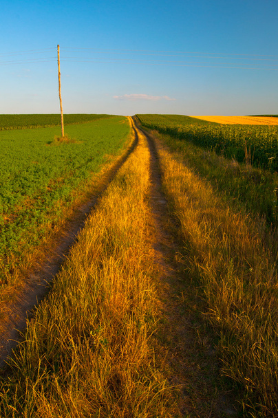 Деревенская дорога проходит по сельскохозяйственным полям в солнечный летний день
 - Фото, изображение
