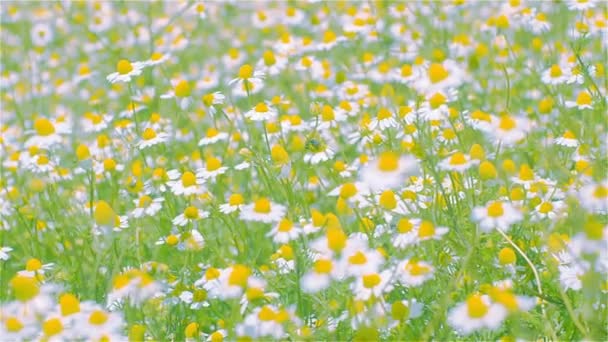 Chamomile on a windy field - Footage, Video