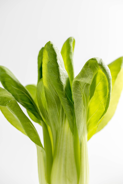 Fresh and delicious bok choy - Foto, imagen