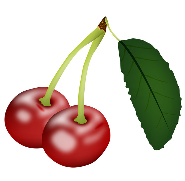 Graphic illustration of sweet cherry isolated on white background - Vector, Image