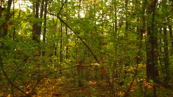 Sunny autumn forest and fallen leaves, smooth steadicam shot - Footage, Video