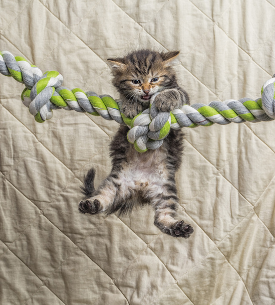 Kitten hanging on a rope - Hang in there concept - Photo, Image