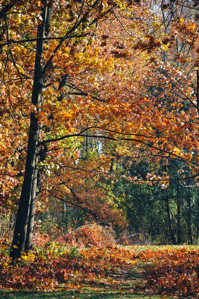 deciduous trees, young oak with red leaves autumn - Fotó, kép