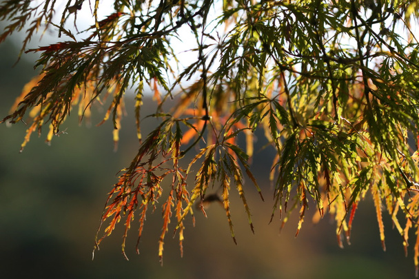 Japanse esdoorn bladeren - Foto, afbeelding