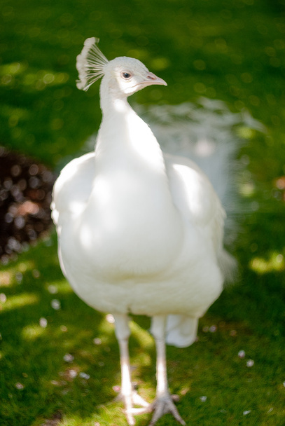 bílý páv - Fotografie, Obrázek