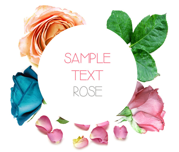 Rose collection with space and sample text - Foto, immagini