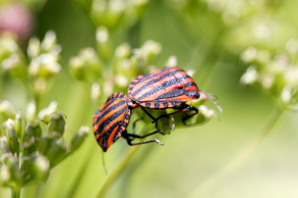 Graphosoma lineatum - black and red striped bug sits on a plant - Photo, Image