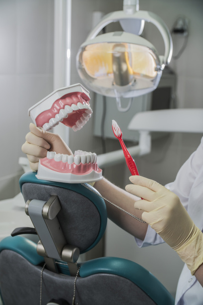 dentist holding set of false teeth and toothbrush in hospital - Foto, Bild