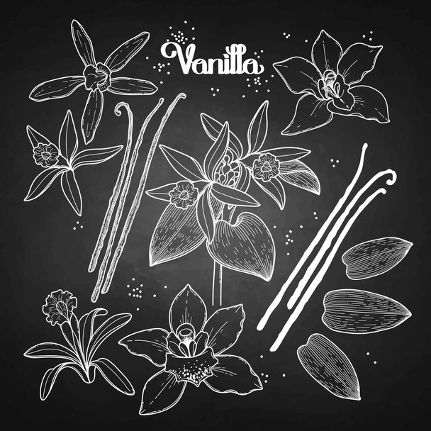 Grafische vanille bloemen - Vector, afbeelding