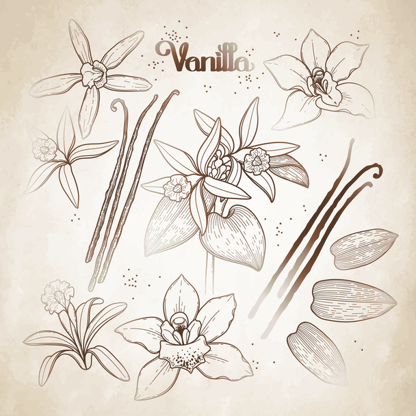 Grafische vanille bloemen - Vector, afbeelding