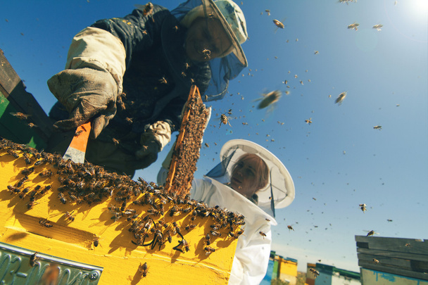 Twee imkers controleren de honingraat van een bijenkorf - Foto, afbeelding