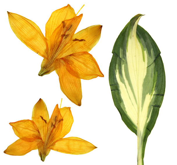 fleurs de Lilly orange pressées, isolées sur fond blanc sec l
 - Photo, image