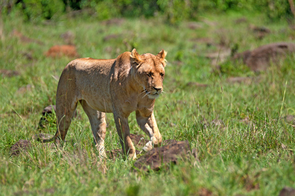 Lioness walks in savanna - Photo, Image