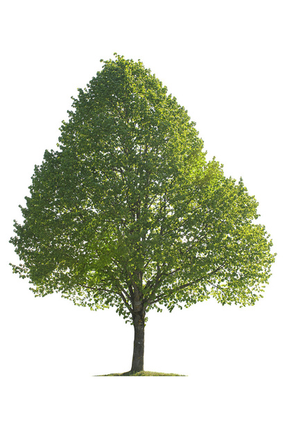 geïsoleerde boom - Foto, afbeelding