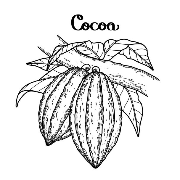 Graphic cocoa fruit - Vettoriali, immagini
