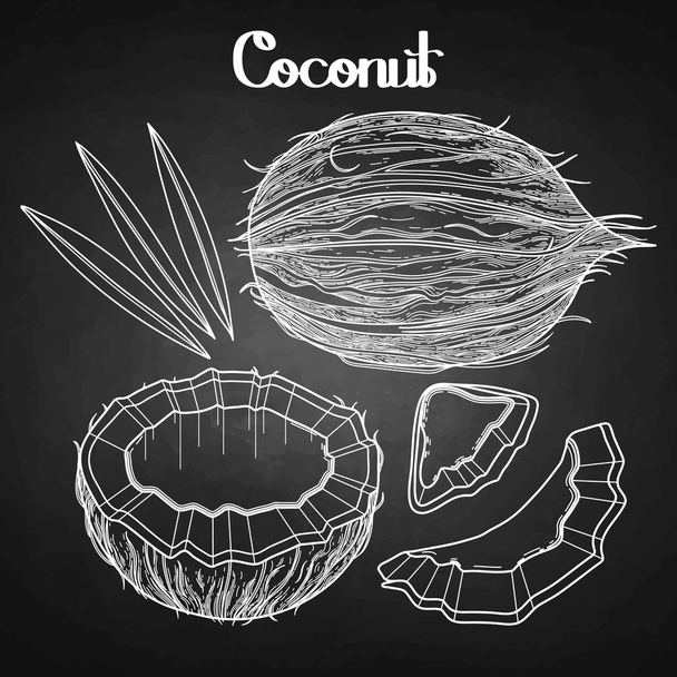 Grafische kokosnoot collectie - Vector, afbeelding