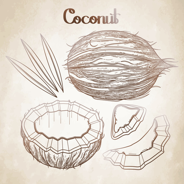 Grafische kokosnoot collectie - Vector, afbeelding