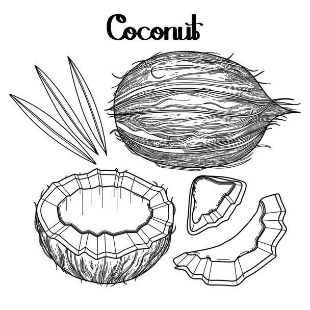 Graphic coconut collection - Vector, Image