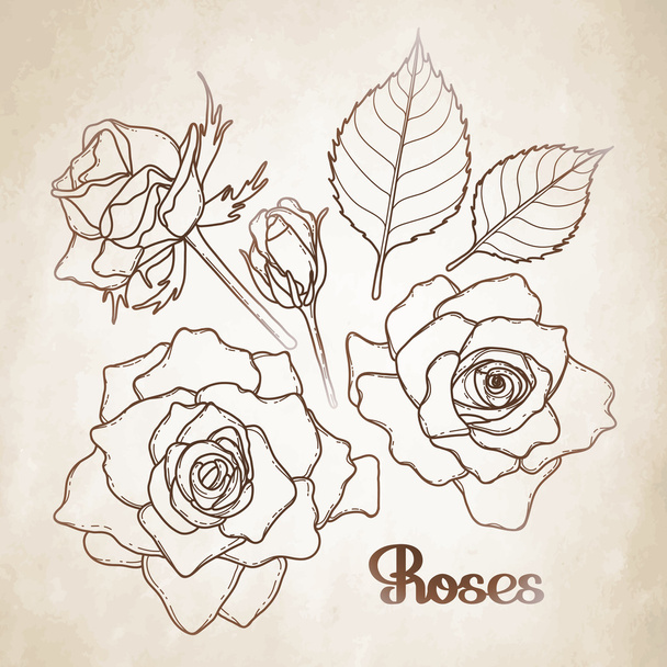 Graphic roses collection - Vector, Image