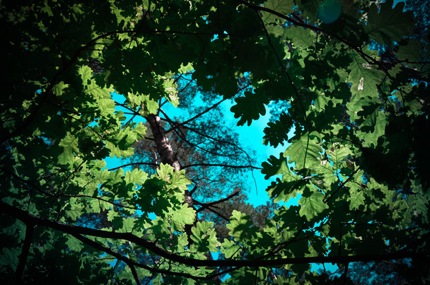 Metsän vihreät puut, sininen taivas ja auringonsäteet loistavat lehtien läpi. Alareuna
. - Valokuva, kuva