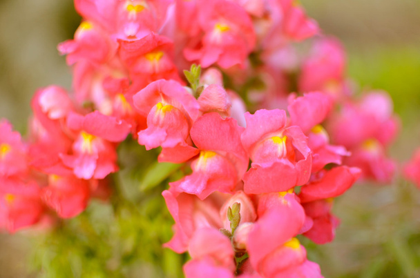 Rózsaszín virág Snapdragons, Antirrhinum majus, - Fotó, kép