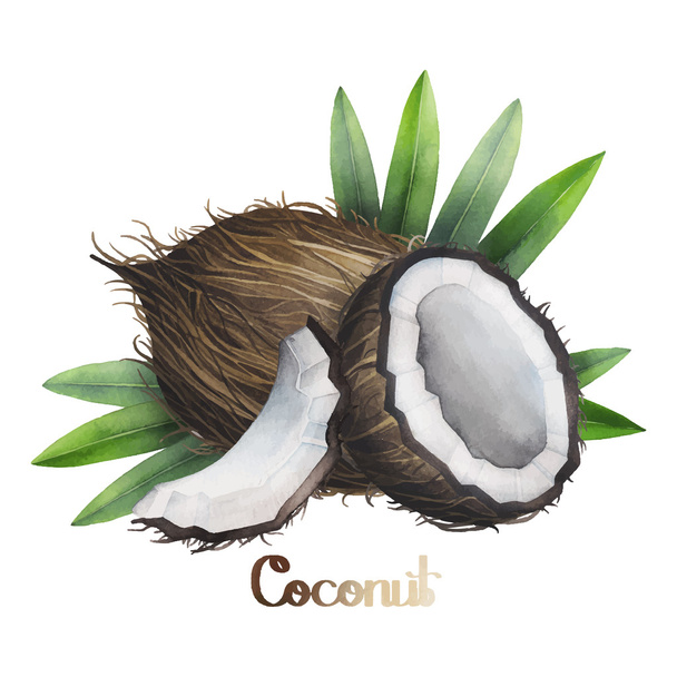Акварель кокосового дизайн
 - Вектор, зображення