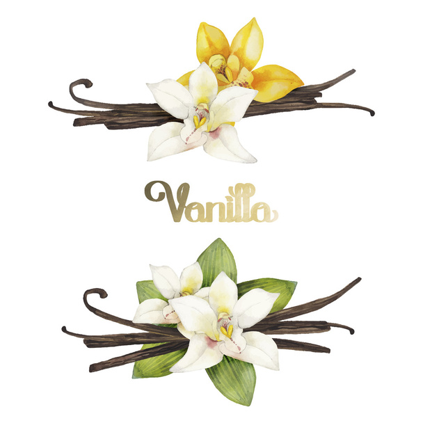 Watercolor vanilla vignettes - Vector, Image