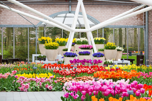 Renkli Lale çiçeği Hollandalı bahar bahçe Keukenhof, Lisse, Hollanda - Fotoğraf, Görsel