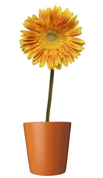 Цветок ботанический ботанический цветочный горшок
 - Фото, изображение