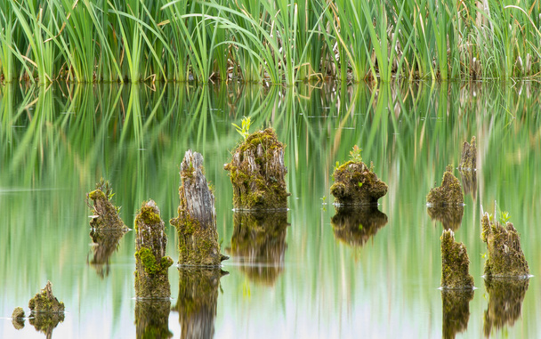 tó zöld reflexió Góts és fű - Fotó, kép