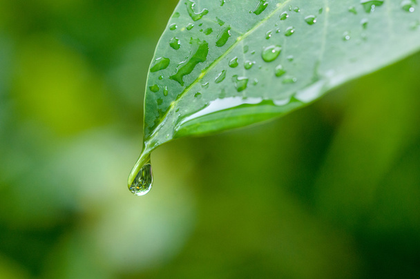 Капли воды на зеленом листе
 - Фото, изображение