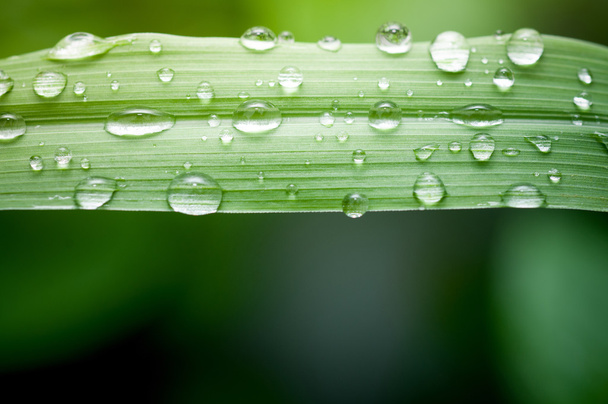 Water droplets on a green leaf - Photo, Image