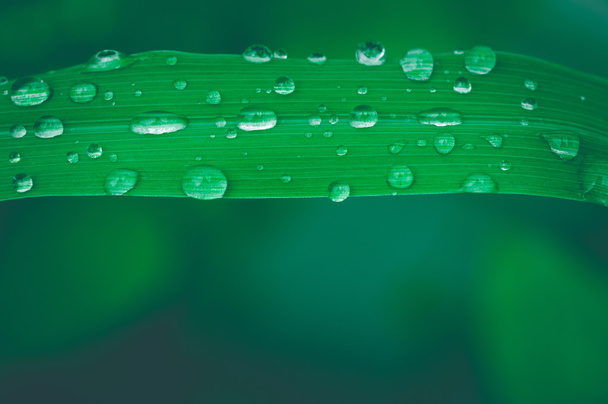 Water droplets on a green leaf - Photo, Image